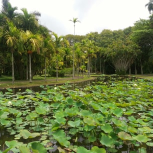Explore The Sir Seewoosagur Ramgoolam Botanical Garden - michalah francis