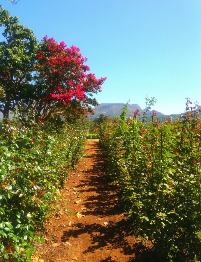 Stop and smell the roses at Chart Farm in Cape Town